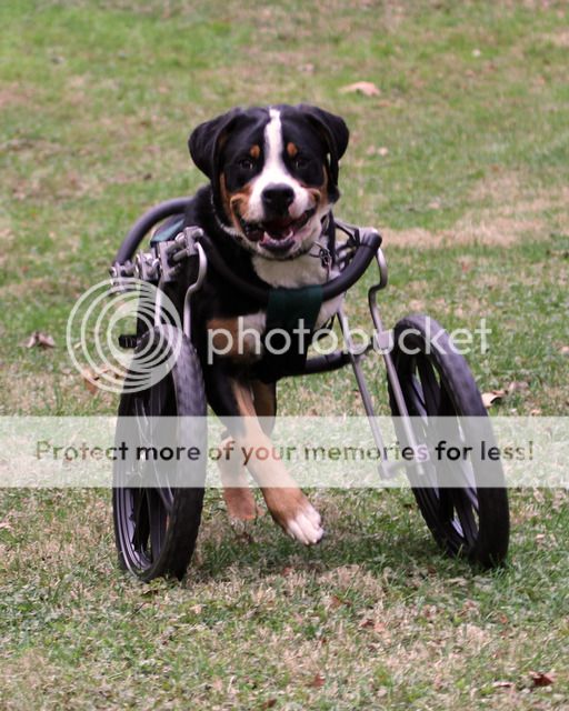 Trey's Doing Wheelies! Adoption, Accidents and Malformed Limbs
